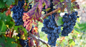 footer_image