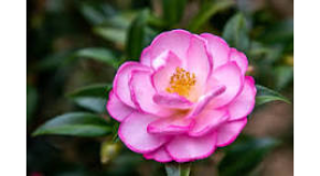 footer_image