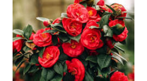 footer_image