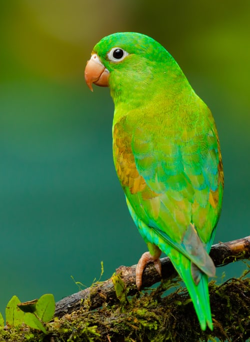 footer_image