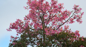 footer_image
