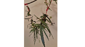 footer_image