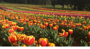 footer_image