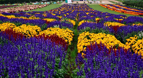 footer_image