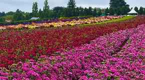 footer_image