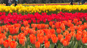 footer_image
