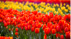 footer_image