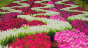 footer_image
