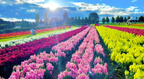 footer_image