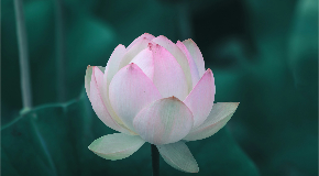 footer_image
