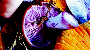 footer_image