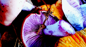 footer_image
