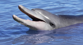footer_image