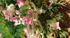 footer_image