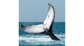 footer_image