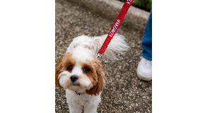 footer_image