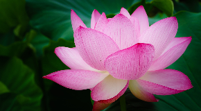 footer_image