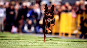 footer_image