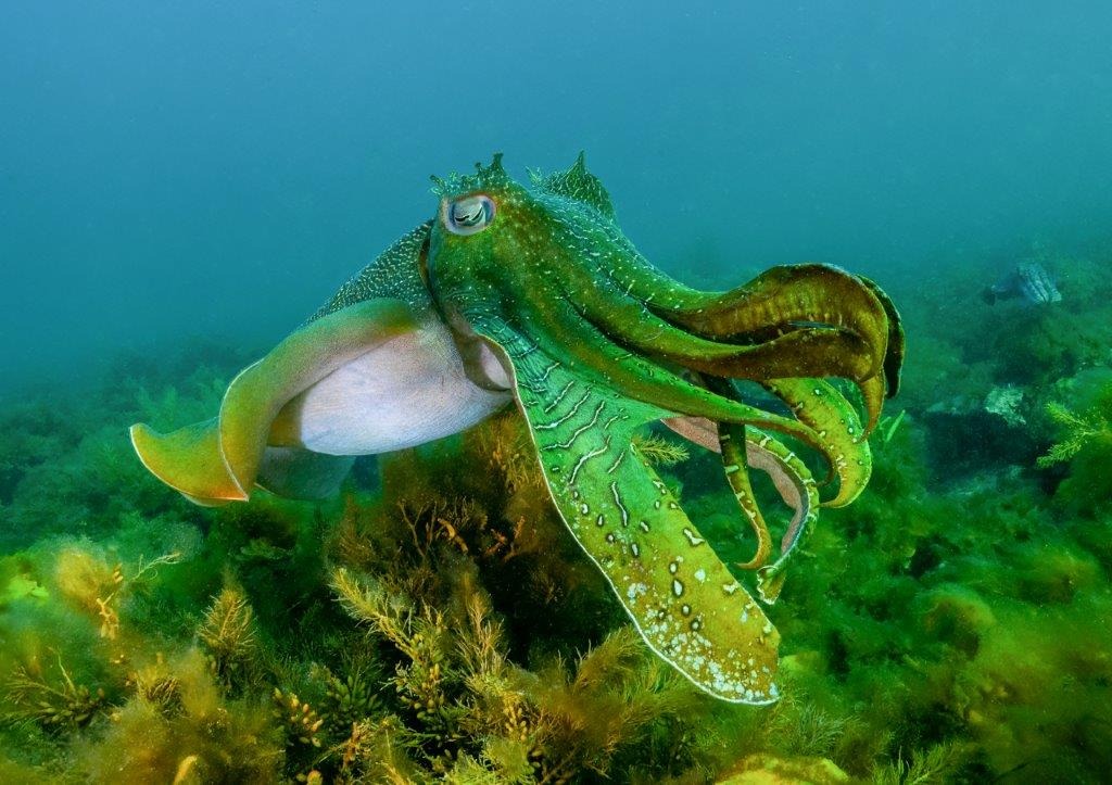 Whyalla Glassbottom Boat Cuttlefish Tour Tickets, Whyalla Foreshore Caravan Park, Whyalla