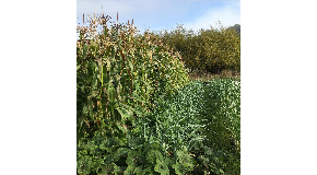 footer_image