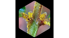 footer_image