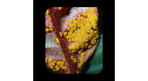 footer_image