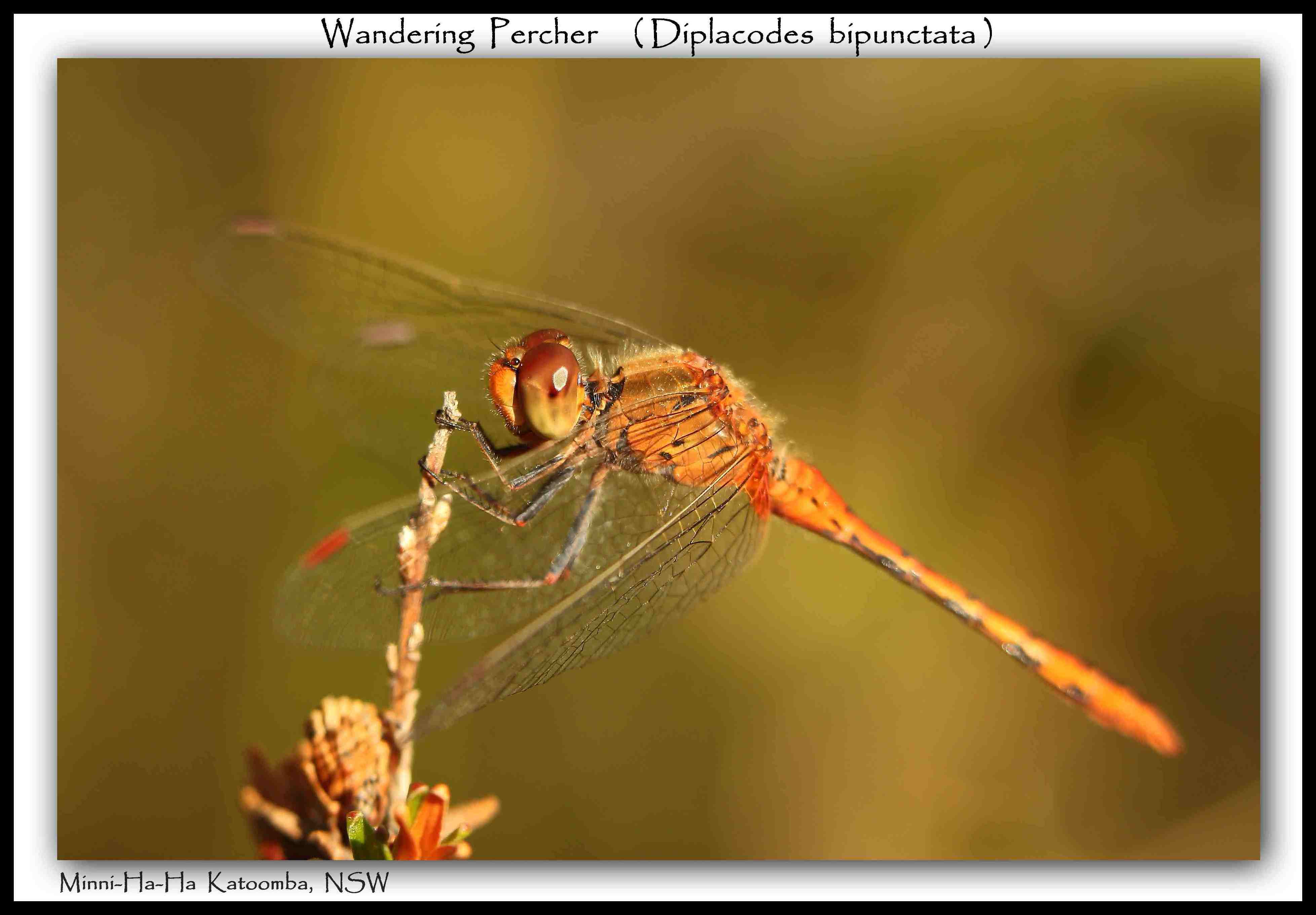 footer_image