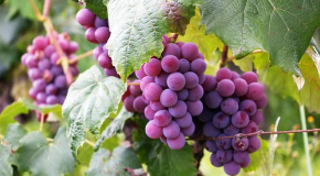footer_image