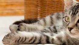 footer_image