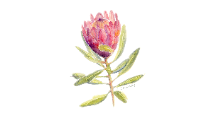 footer_image