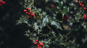 footer_image