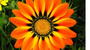 footer_image