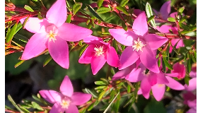 footer_image