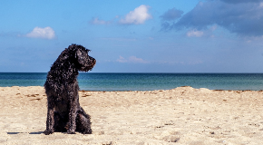 footer_image