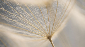 footer_image
