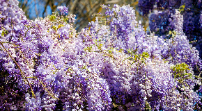 footer_image