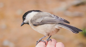 footer_image