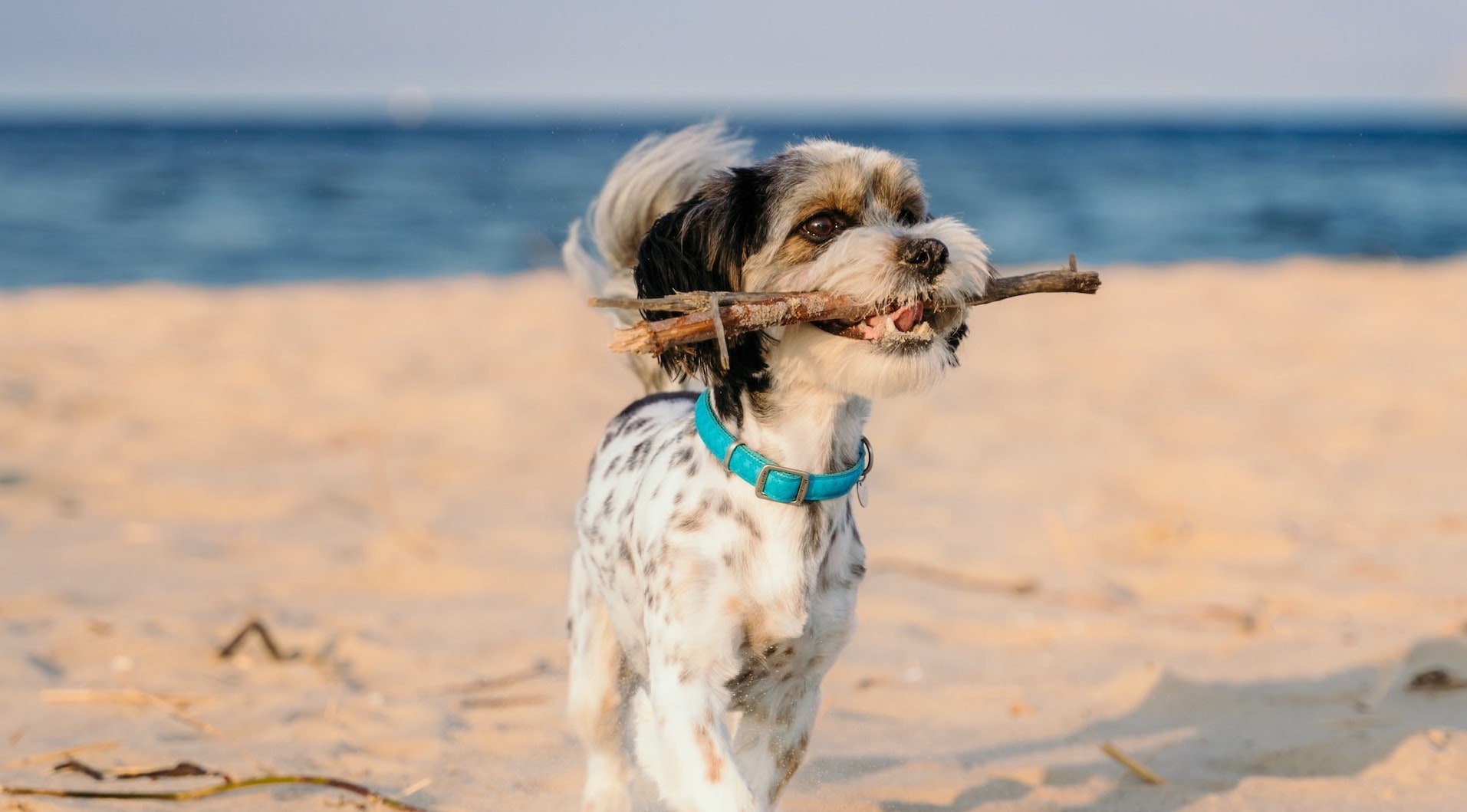 Introduction to Animal Communication - Bondi 2022 Tickets, Blair St, Bondi | TryBooking Australia Introduction to Animal Communication - Bondi 2022 Tickets, Blair St, Bondi | TryBooking Australia
