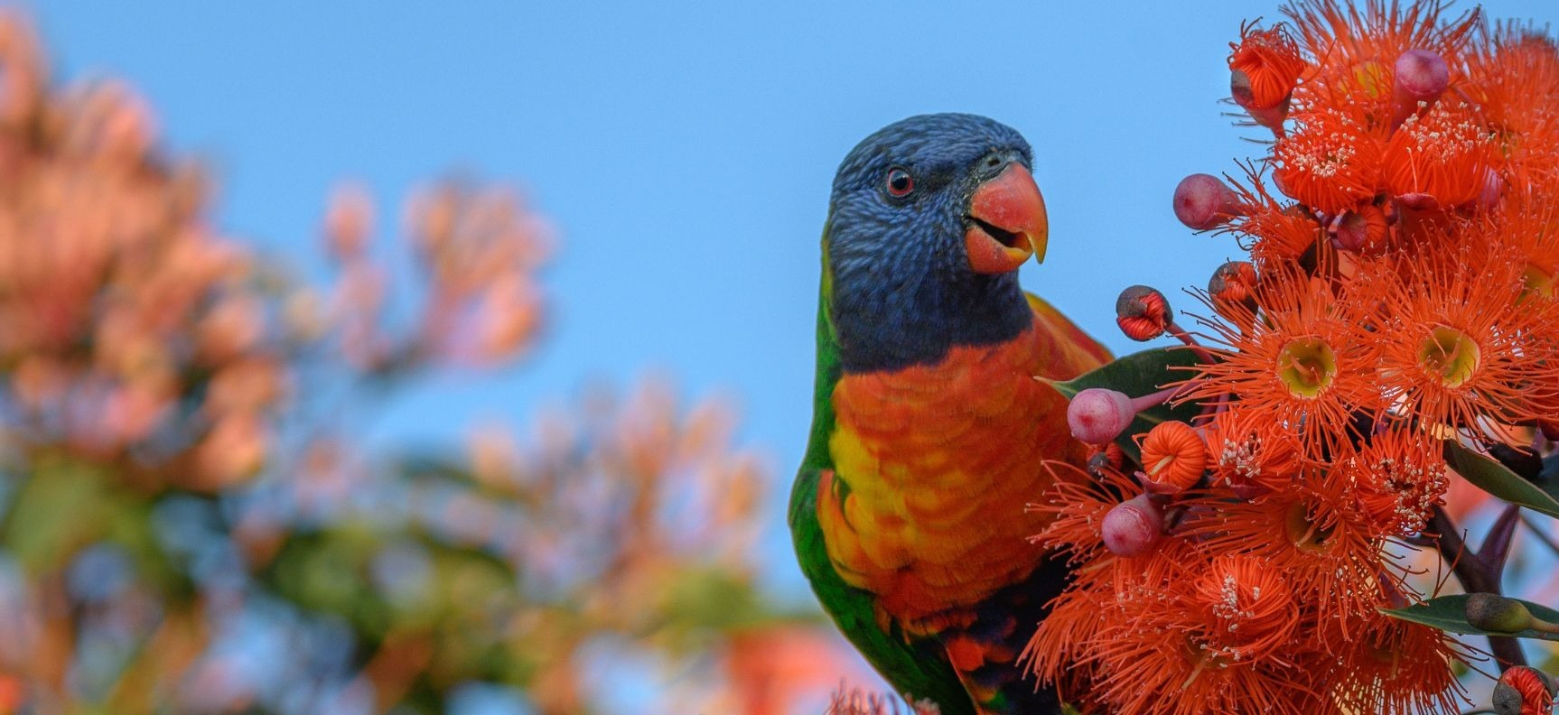 Birds of the Central Coast at Erina Library