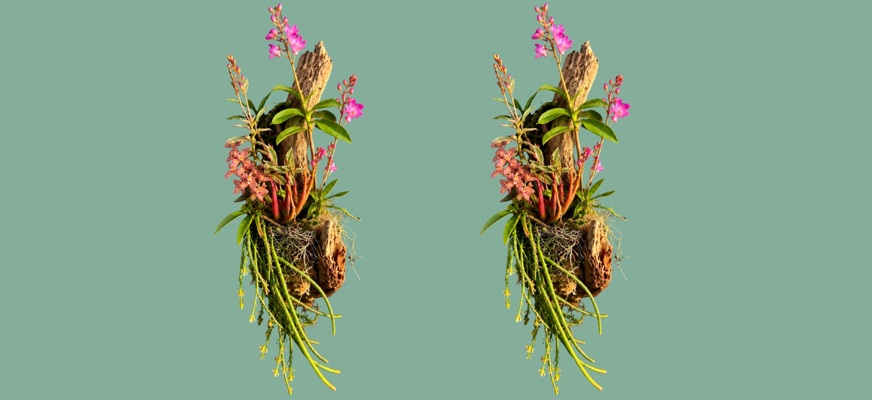 Mini green wall workshop at Umina Beach Library (SOLD OUT)