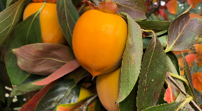 footer_image