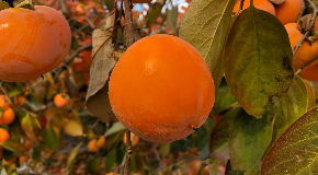footer_image