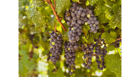 footer_image