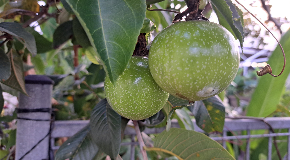 footer_image
