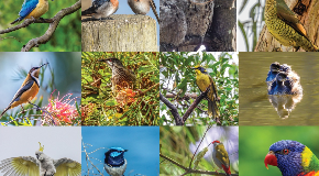 footer_image