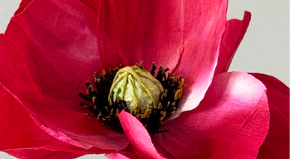 footer_image