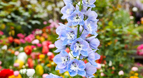 footer_image