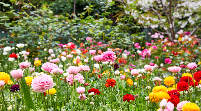 footer_image