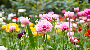 footer_image