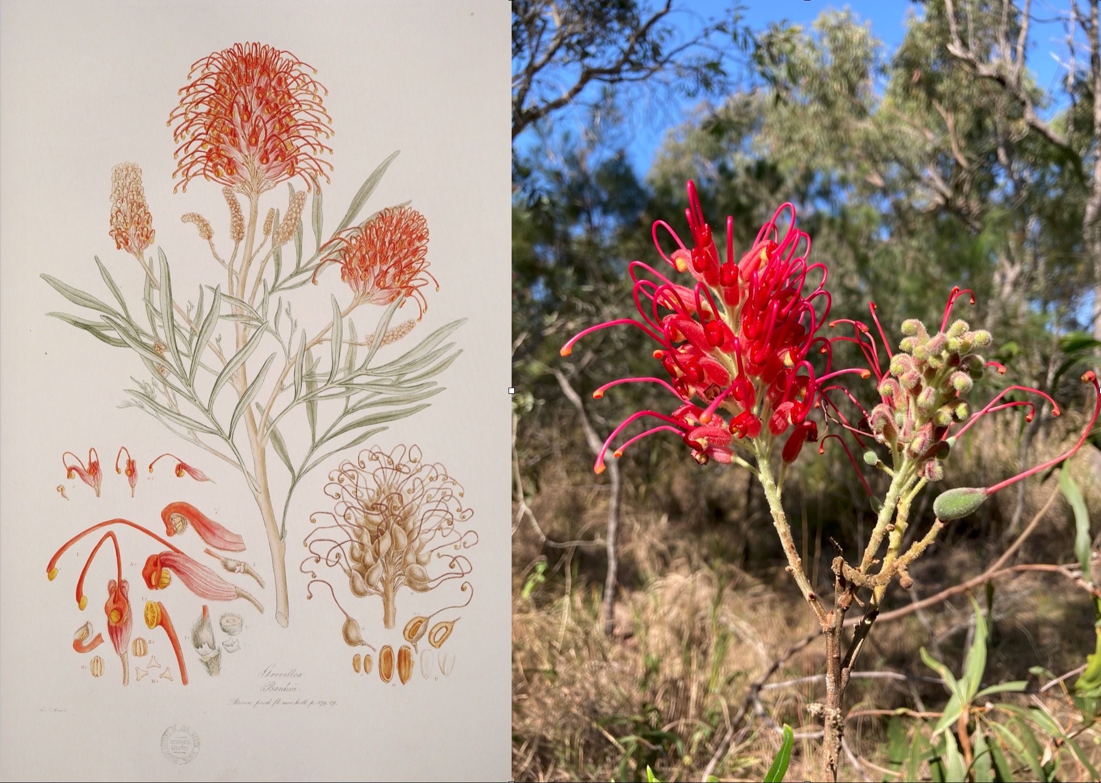 ArtsNational - Beauty in Truth : Botanical illustration